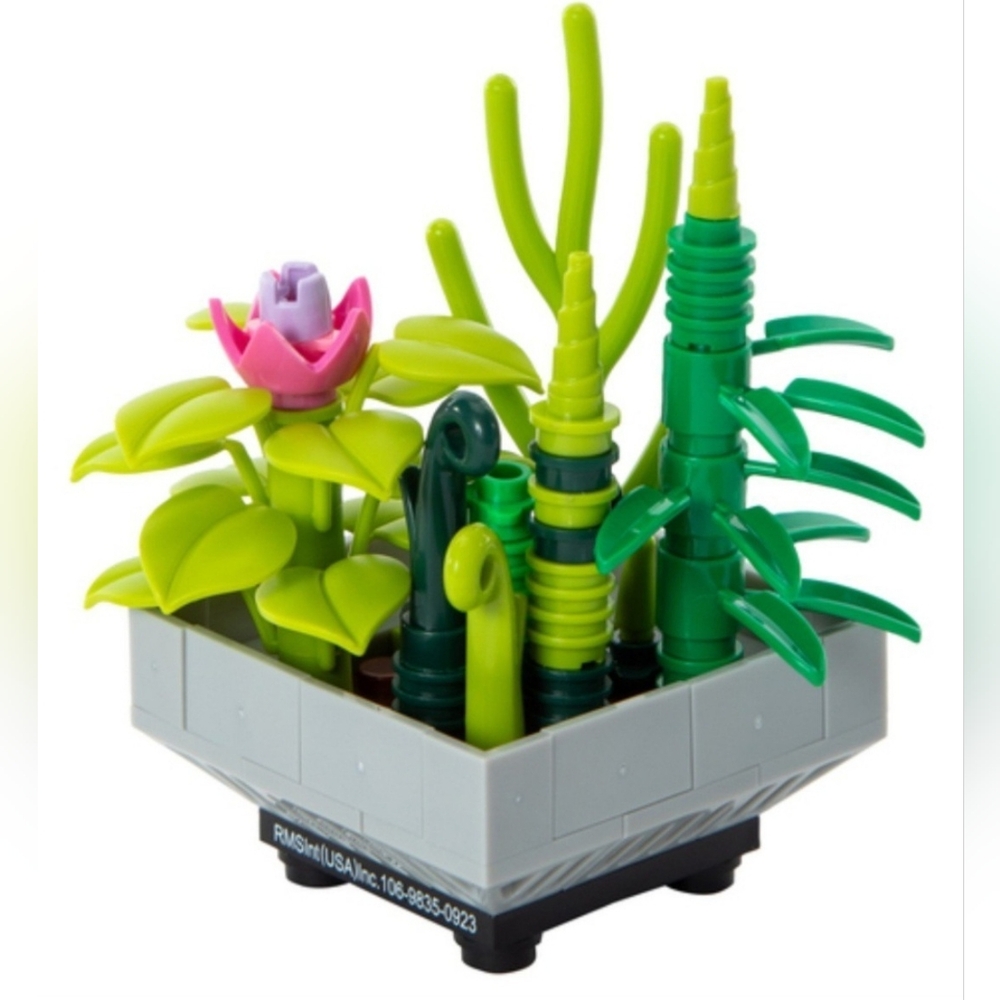 Succulent Building Block Kit Buckhorn Cholla